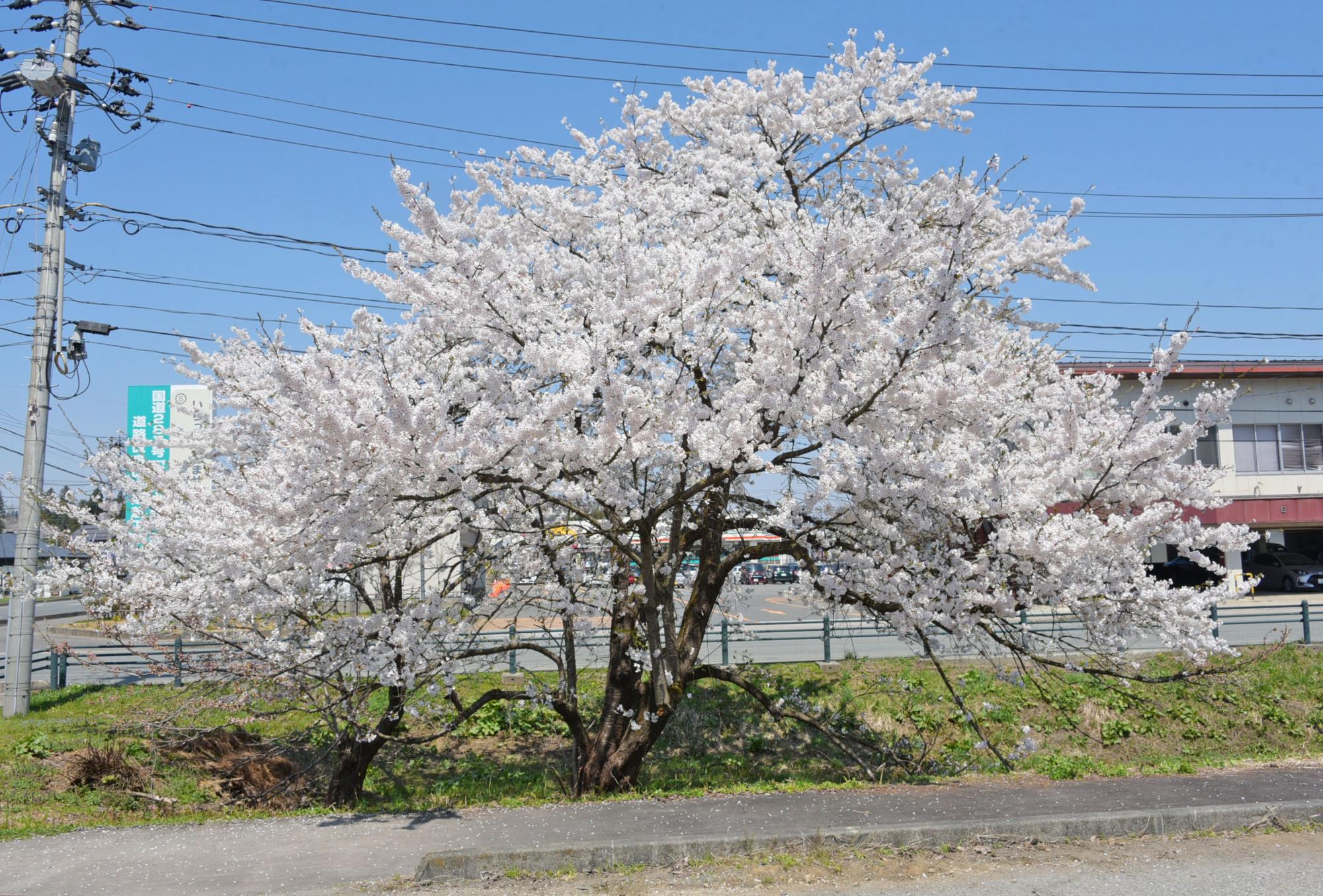 創遊館駐車場の桜