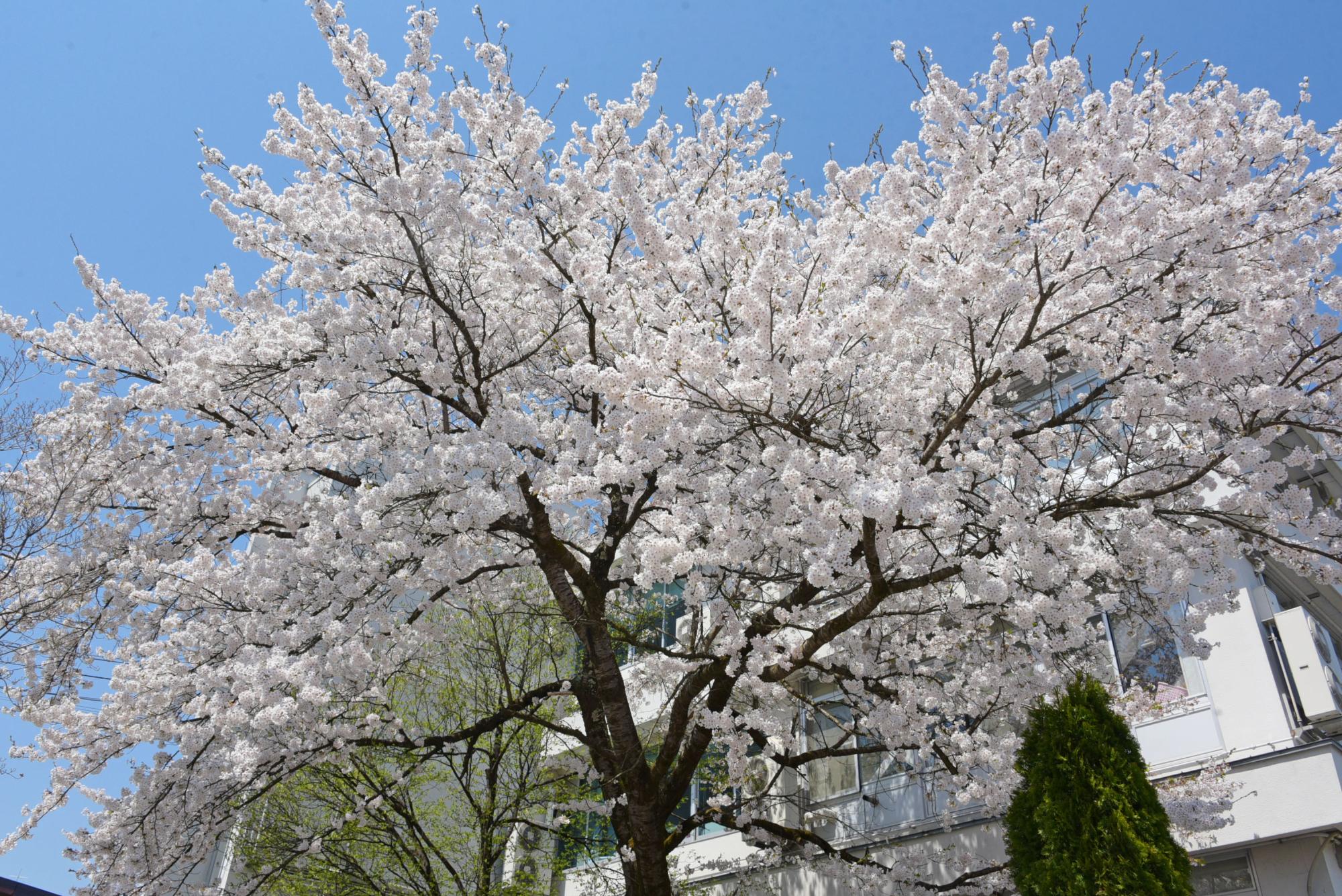 役場庁舎南側の桜