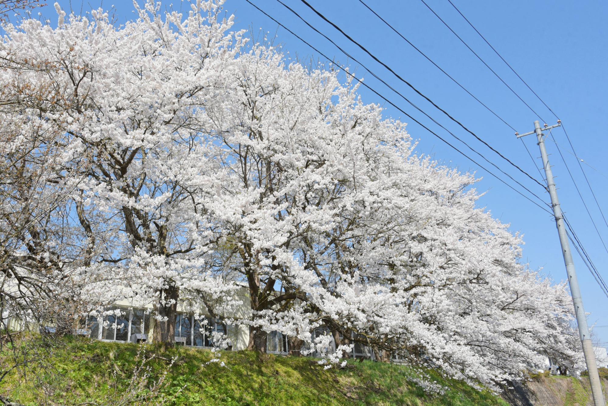 の桜