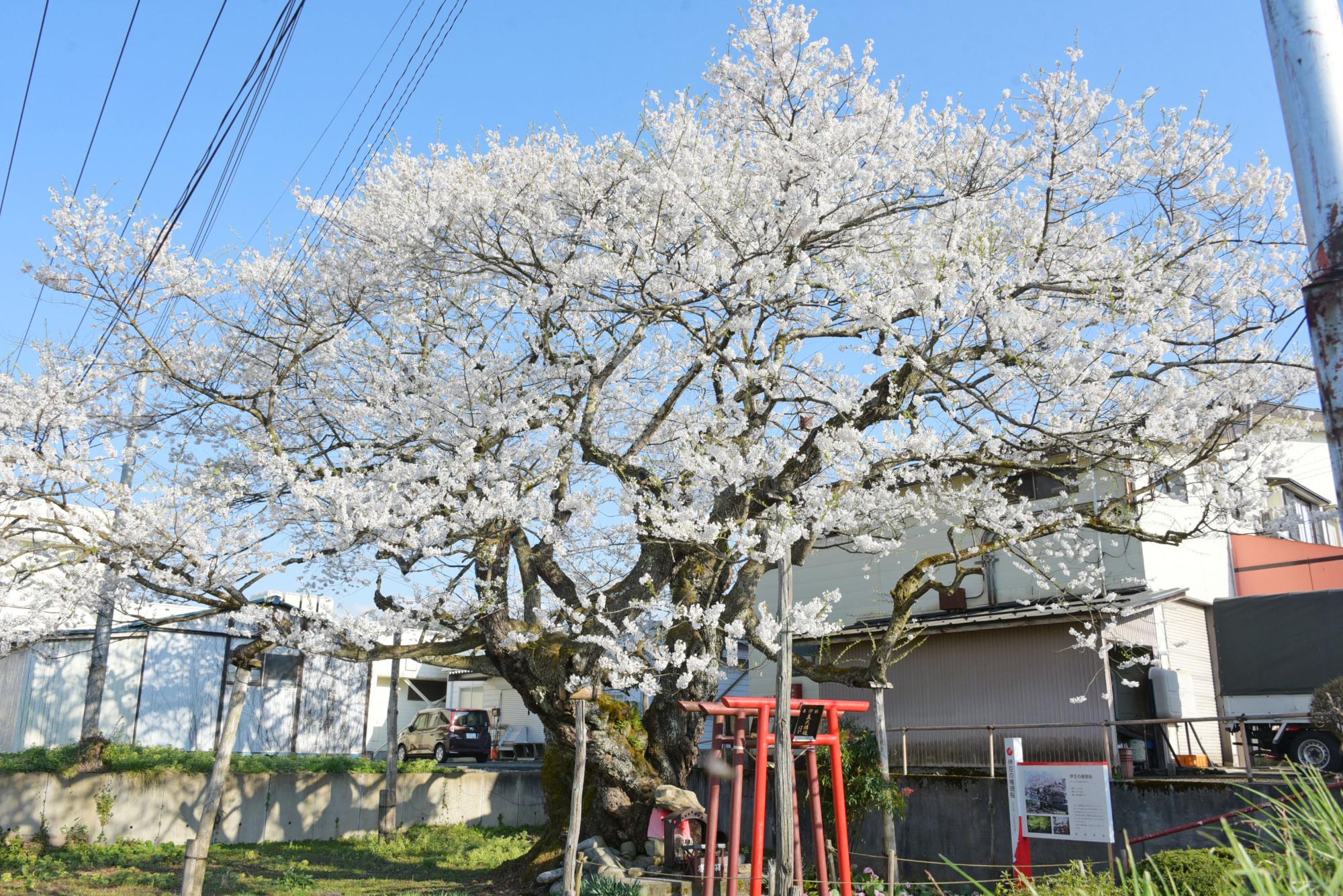 伊豆の権現桜