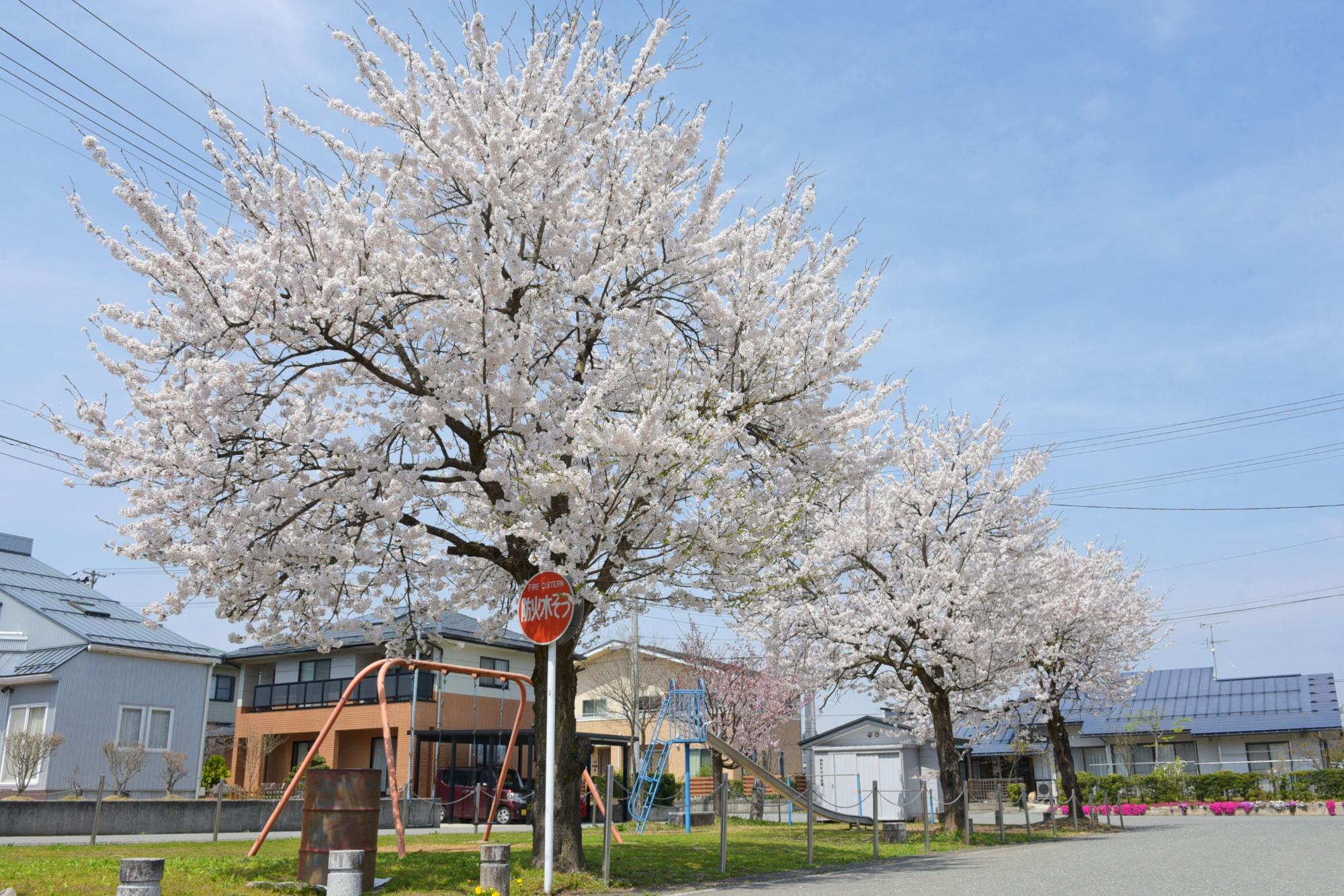 緑町の桜