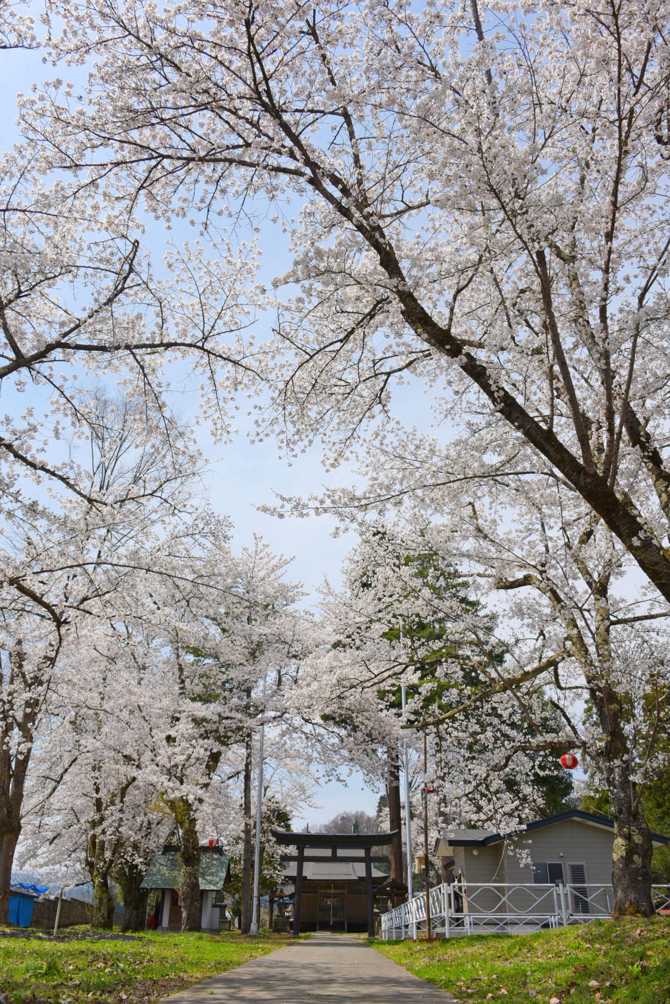 白山神社の桜