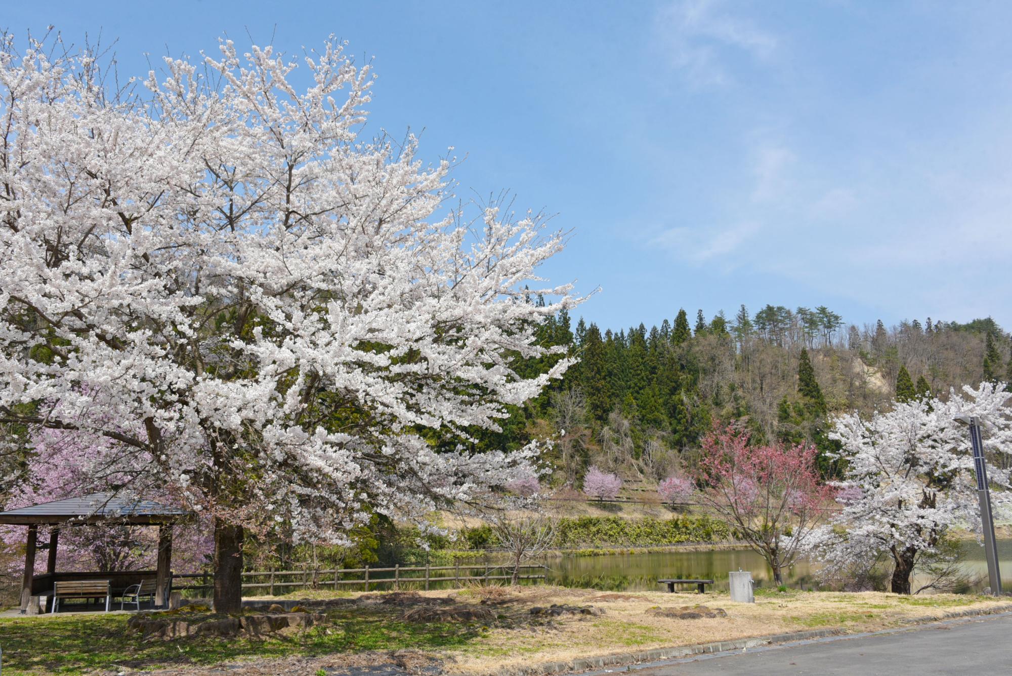 春日沼の桜