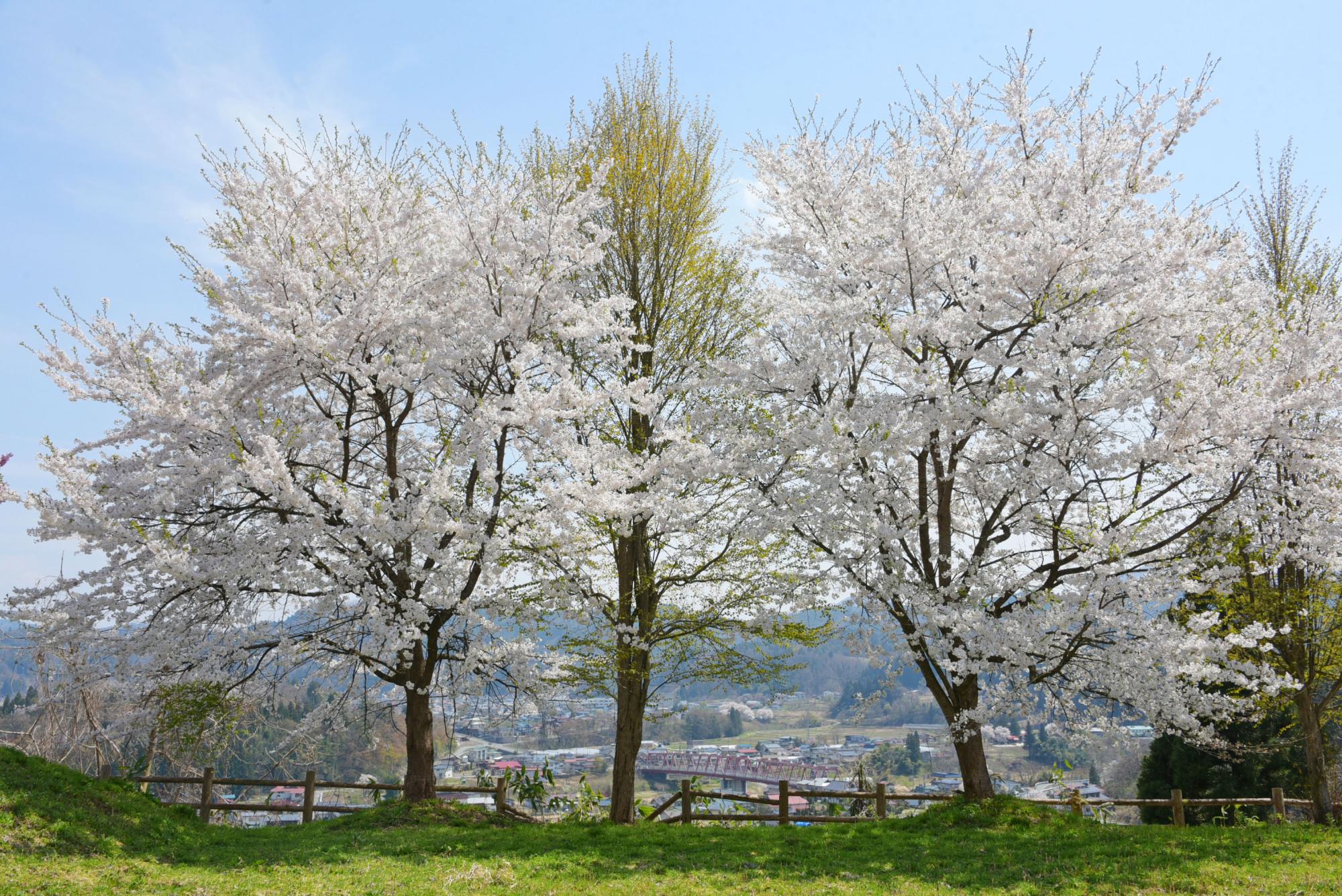 の桜