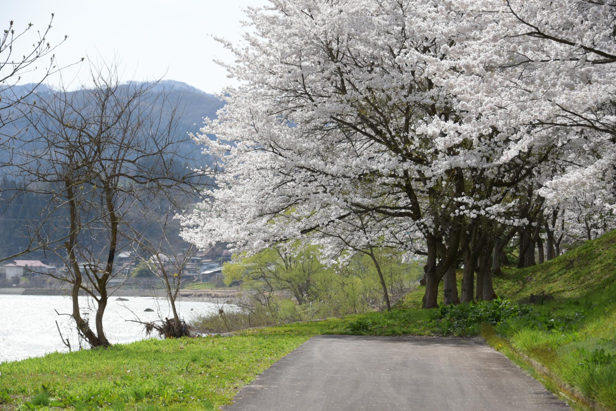 桜（アイジー工業敷地内）