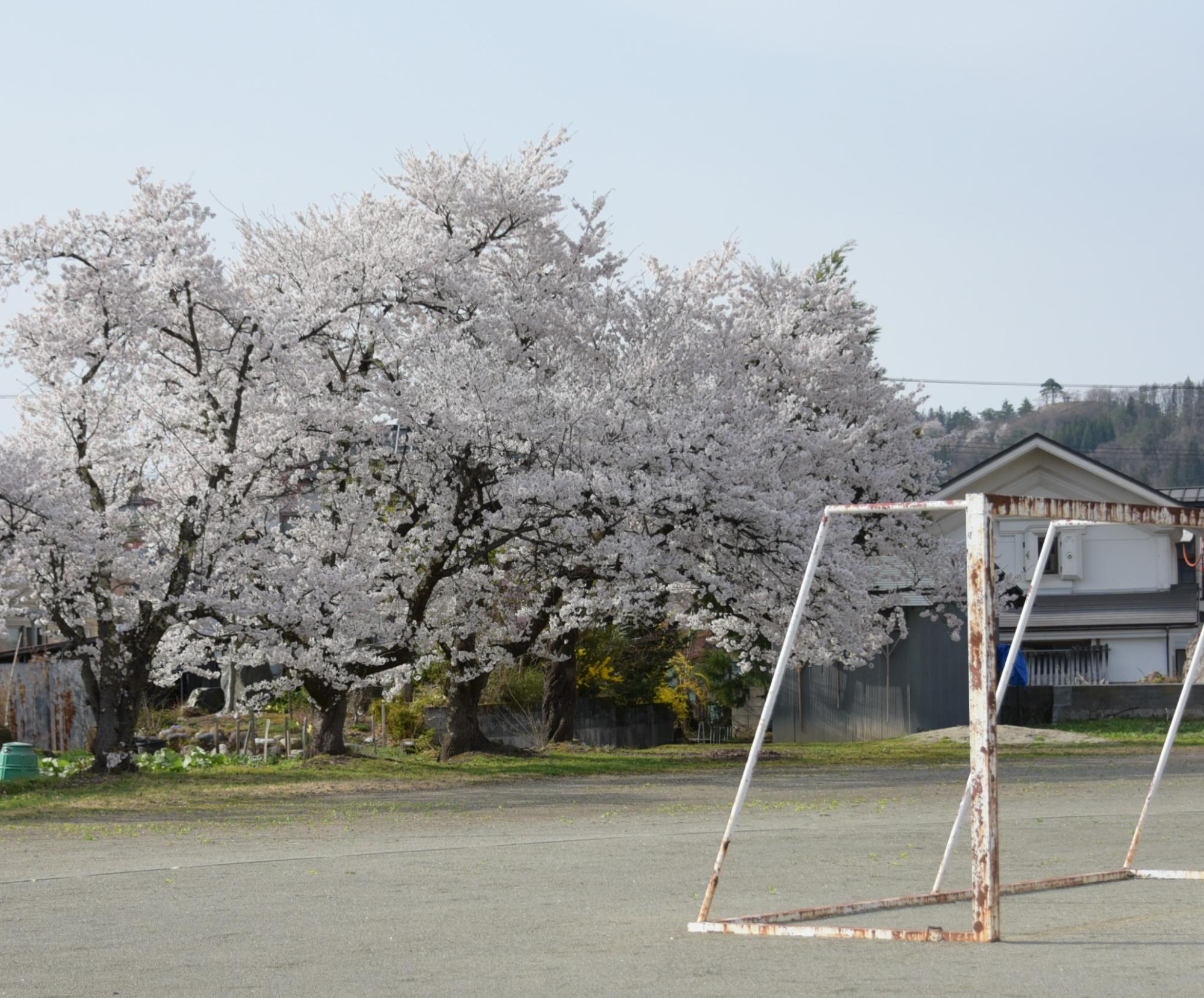 桜（宮宿小学校）