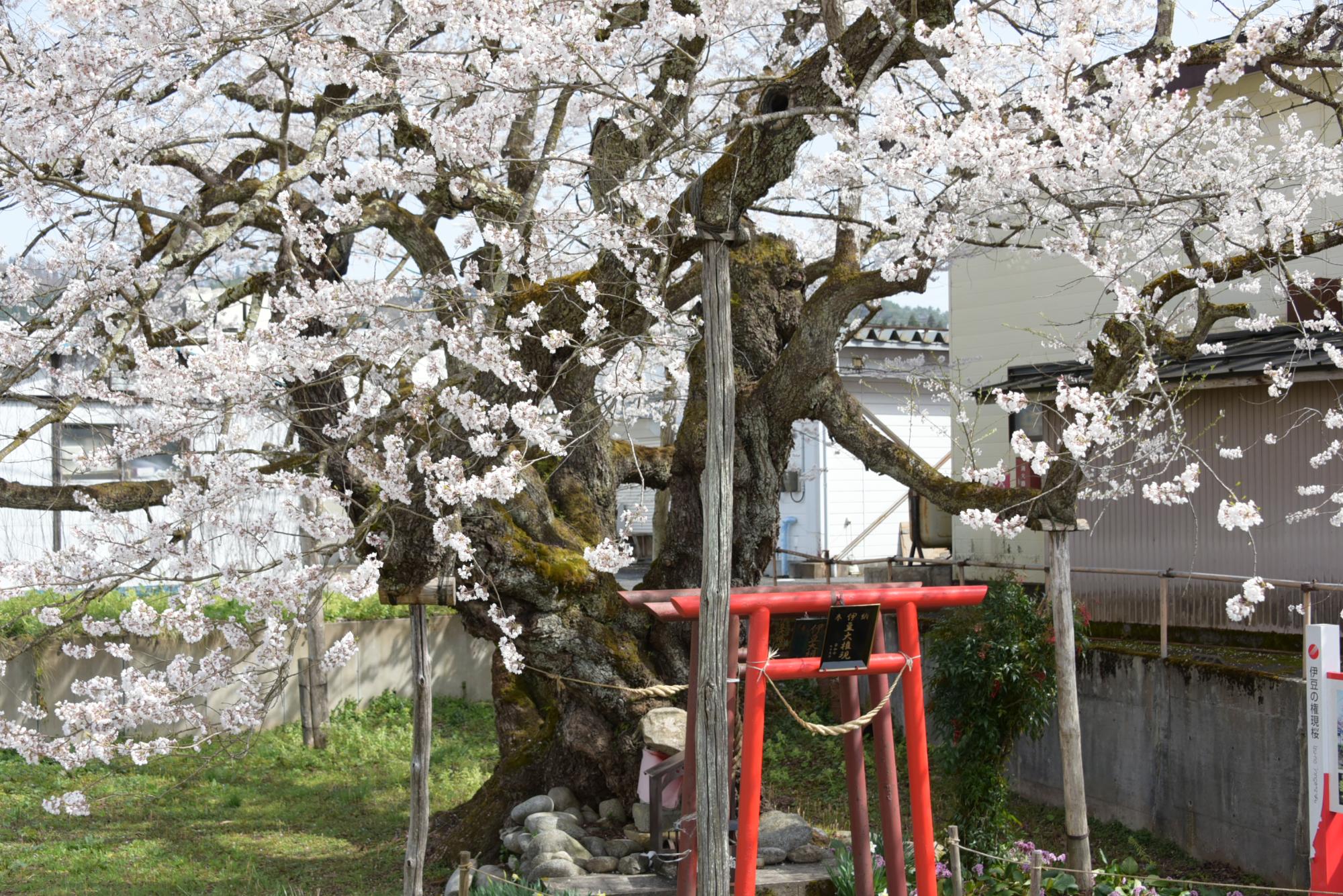 桜（伊豆権現桜）