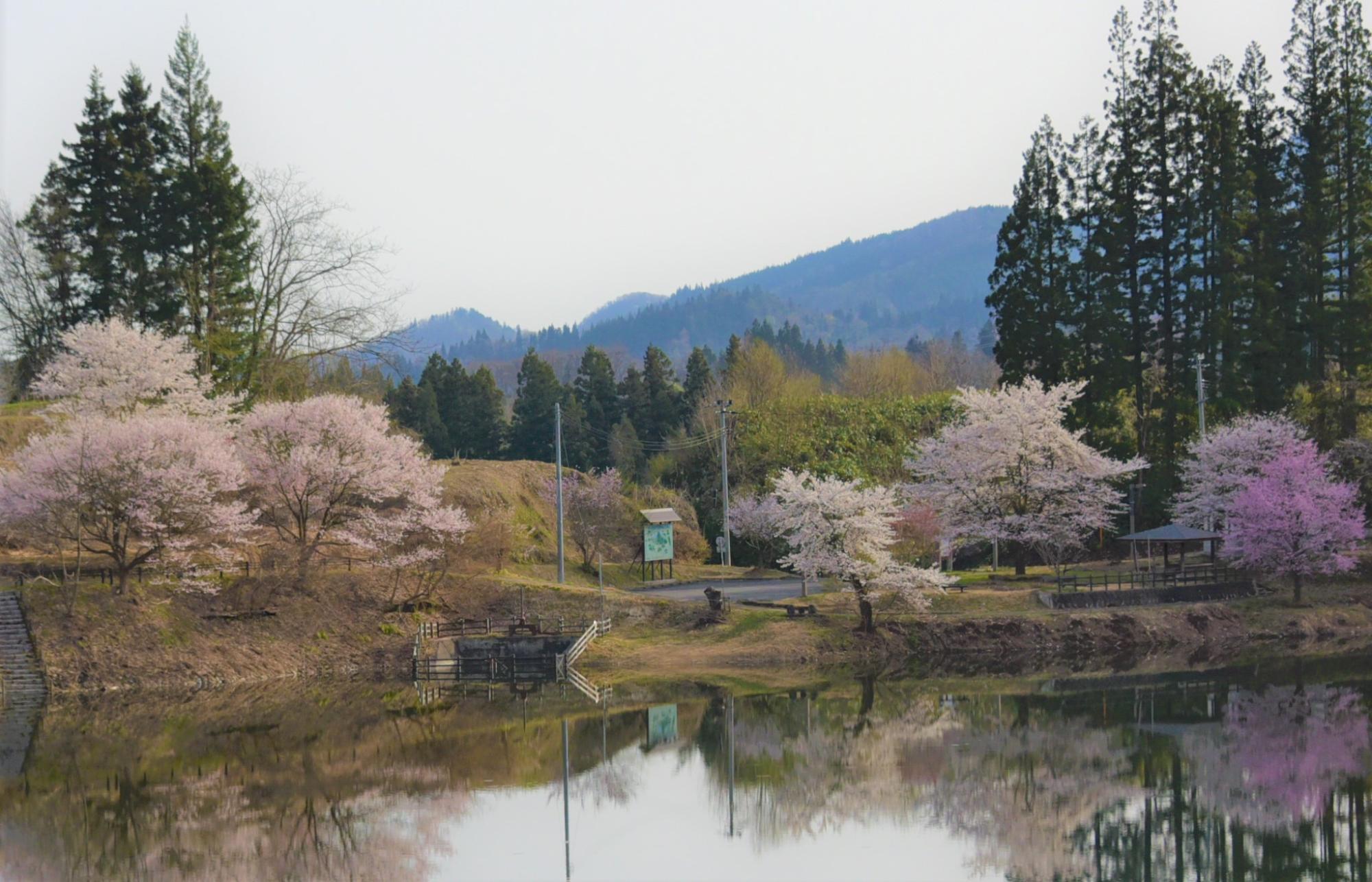 桜（春日沼）