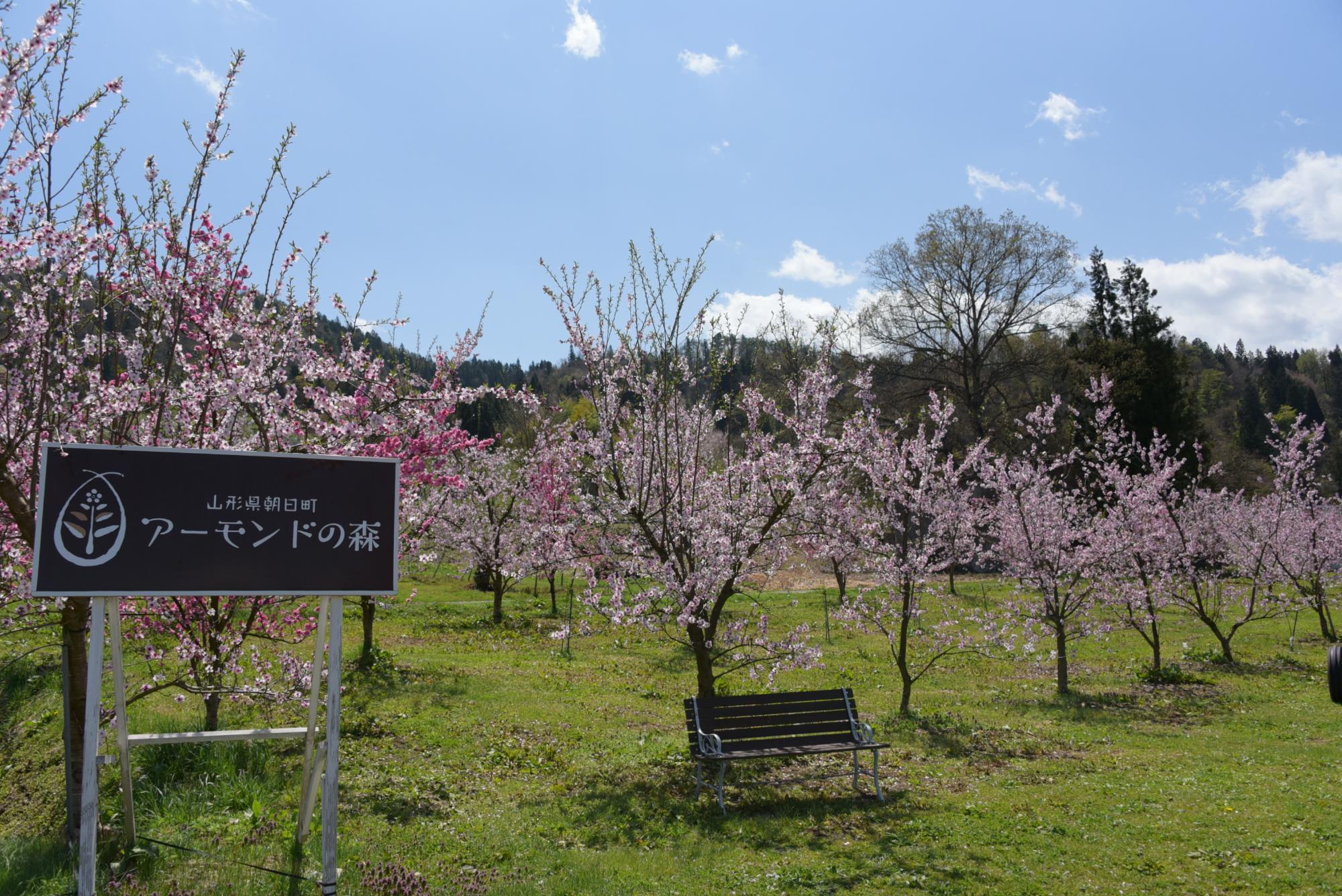 アーモンドの森に咲くアーモンドの花