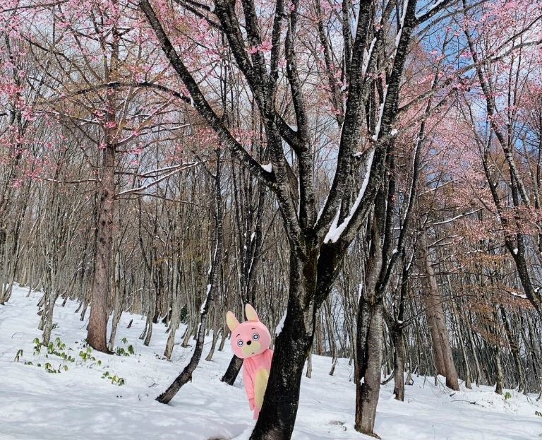 桜と新雪とウサヒ（白倉）