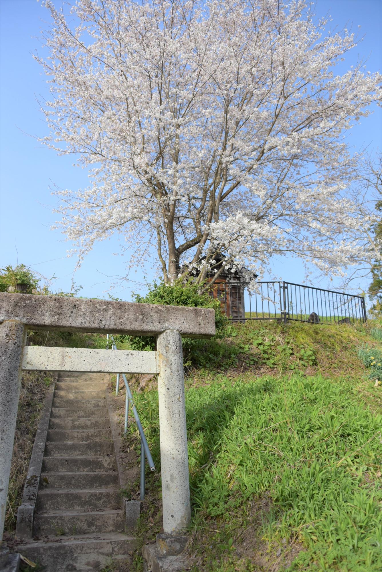 桜（前田沢稲荷神社）