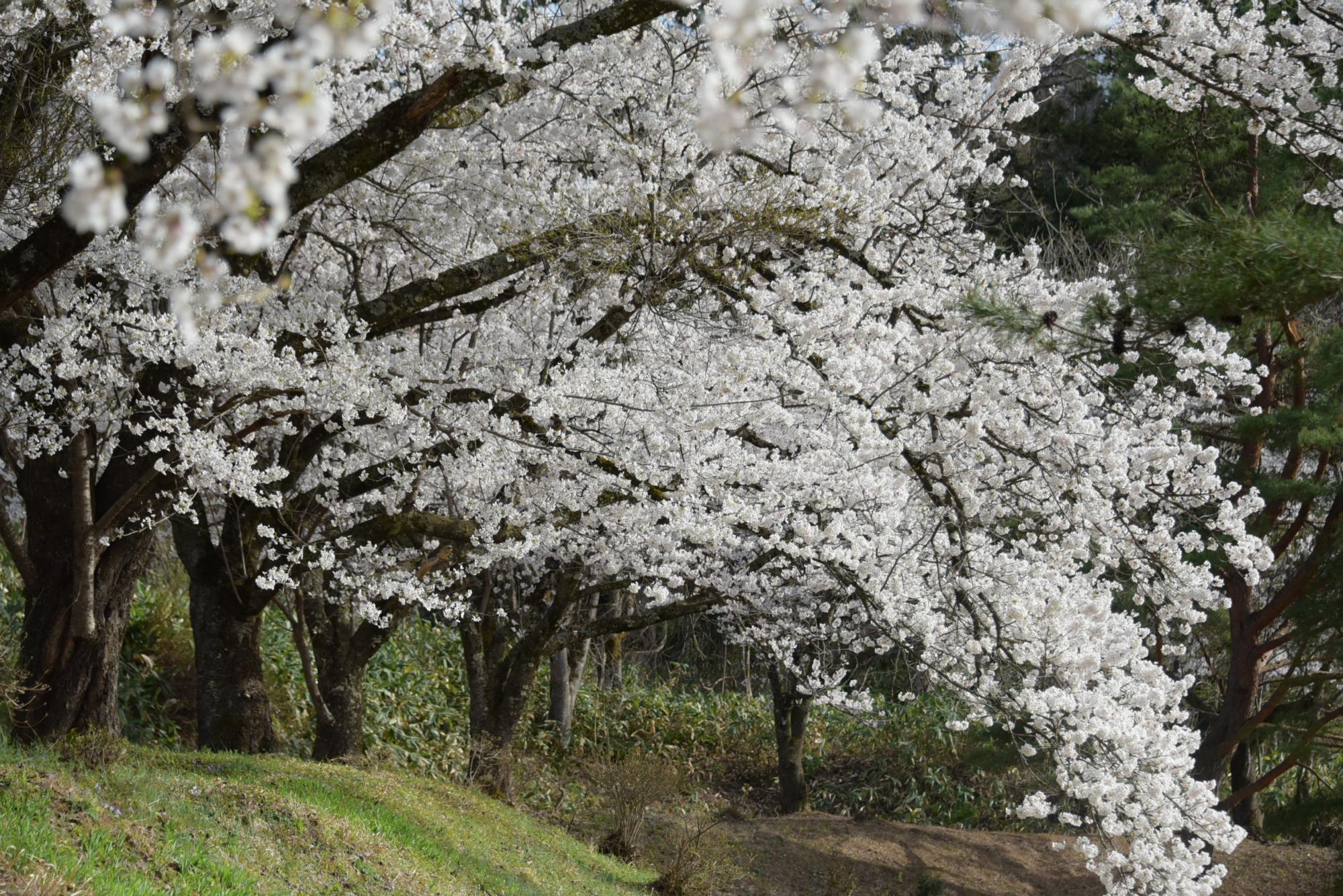 桜（朝日中学校付近）