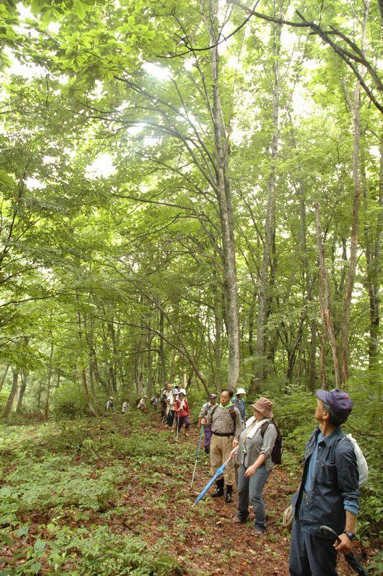 高田山ブナの森探索会の様子の写真3
