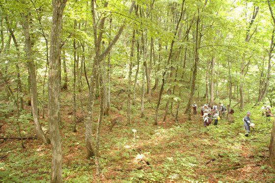 高田山ブナの森探索会の様子の写真7