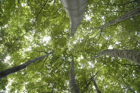 樹葉と木洩れ日に包まれた緑の天井の写真