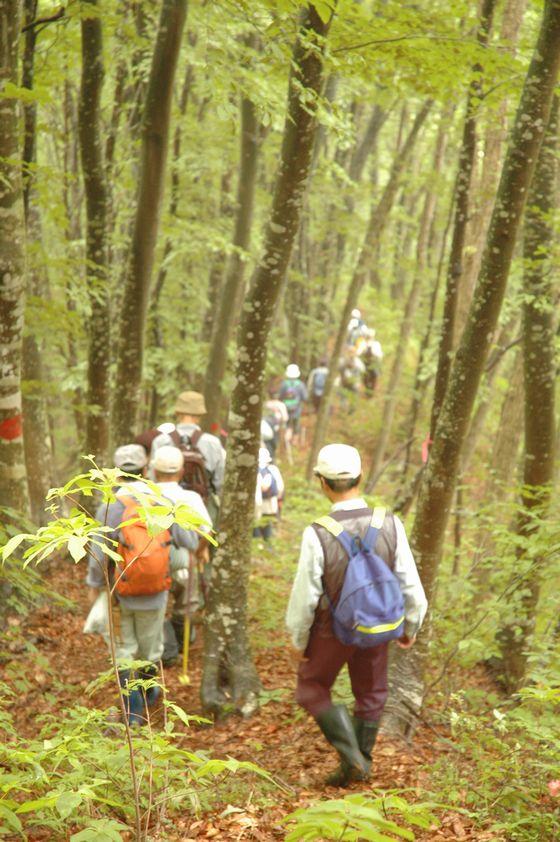 高田山ブナの森探索会の様子の写真8