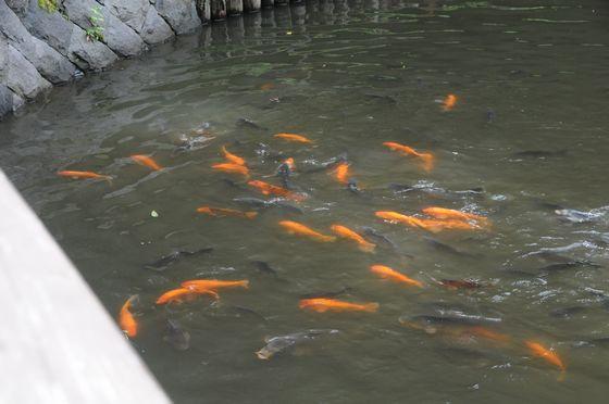 烏鵲橋の鯉の写真