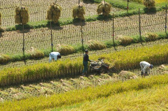稲の刈り取り作業の様子の写真