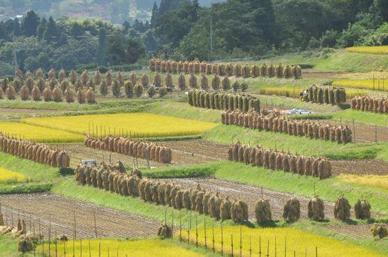整然と並ぶ稲杭の写真