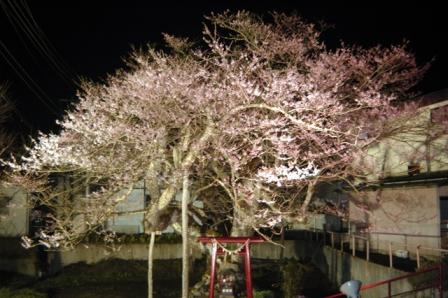 ライトアップなった種まき桜前景