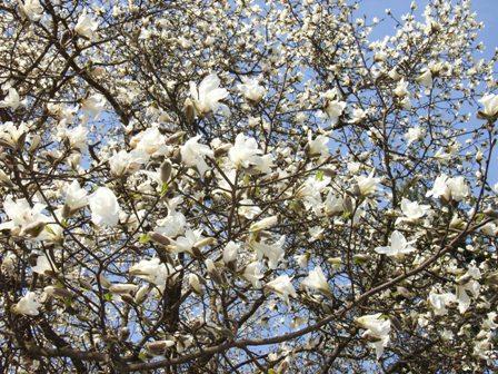 見事に咲いた辛夷の花