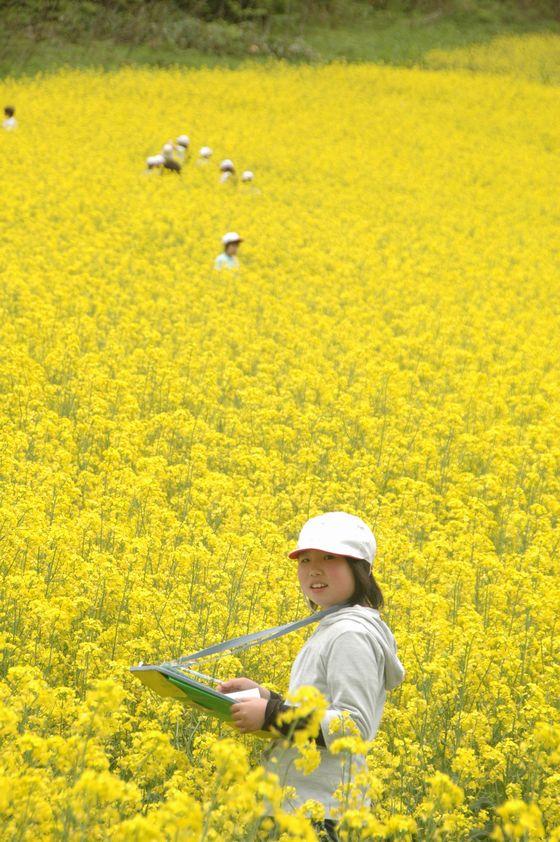 一面の菜の花畑を観察する宮宿小児童の写真