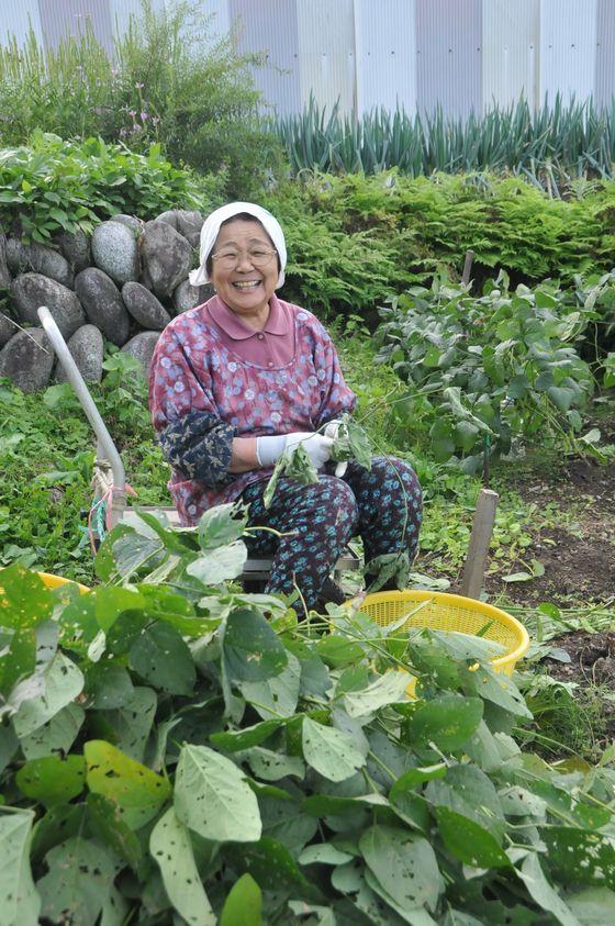枝豆の収穫をする高齢女性の写真