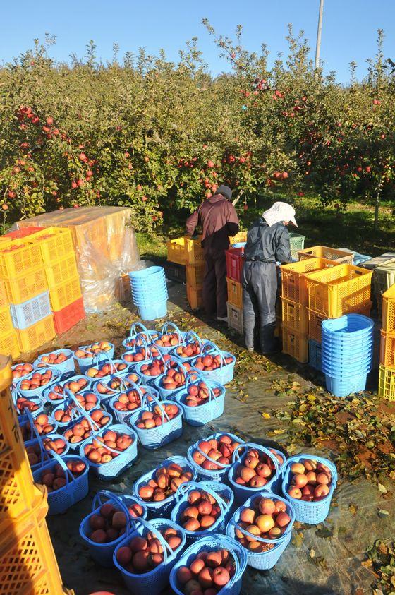 りんごの収穫中の写真