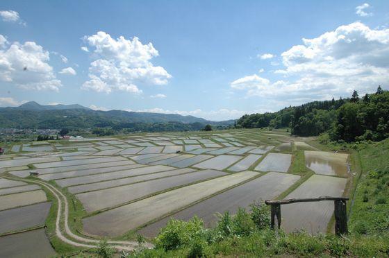 椹平の棚田の写真