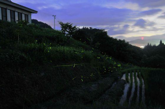 高田地内で撮影された多くの蛍の写真