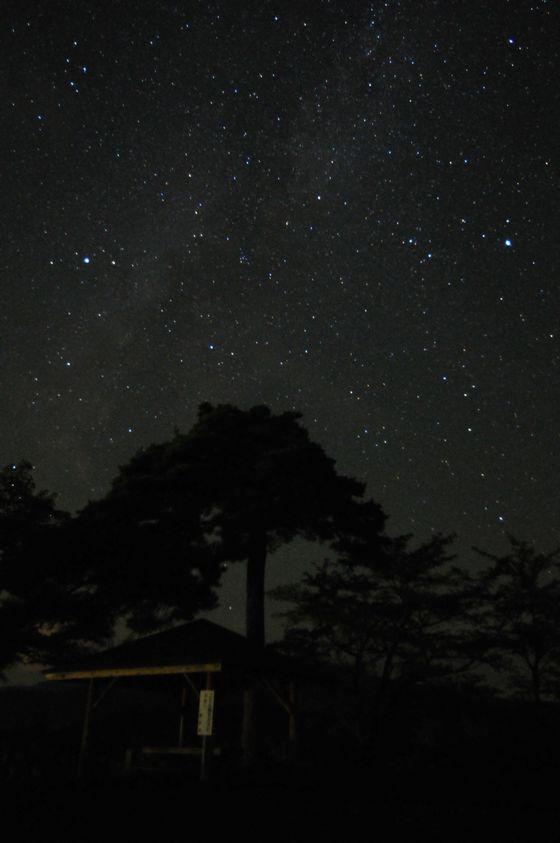 真夜中に佇む公園近くの一本松の写真