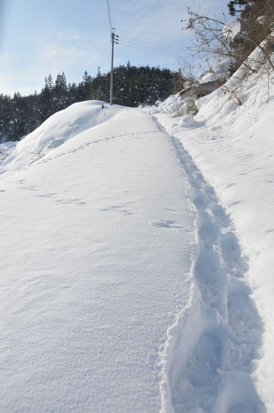 雪の上に残る足跡の写真