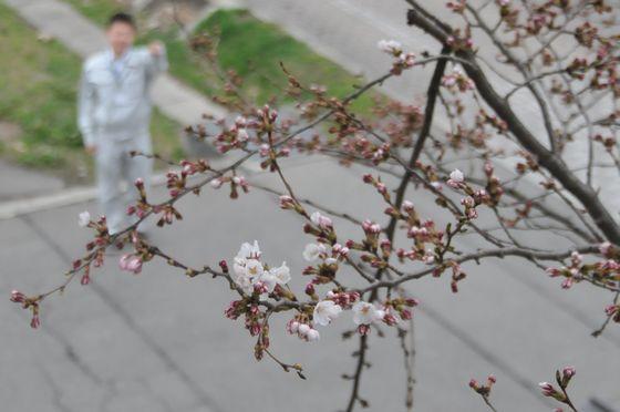 つぼみが開いた桜の木の写真