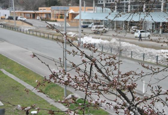 助ノ巻川と桜の木の写真