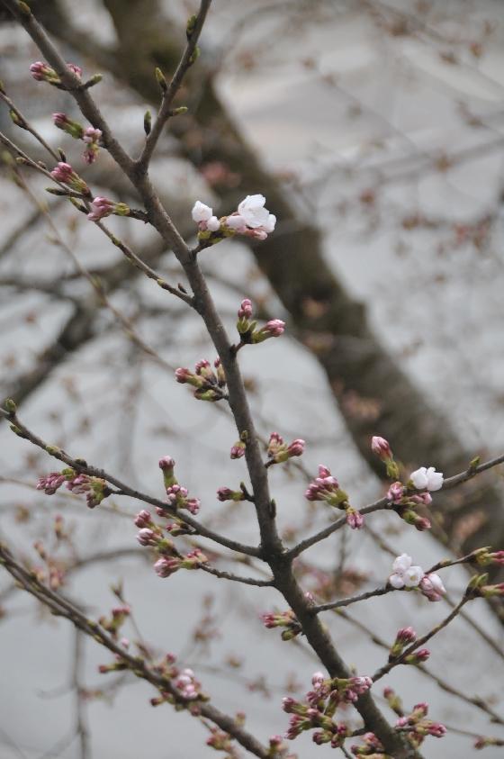桜のつぼみの写真
