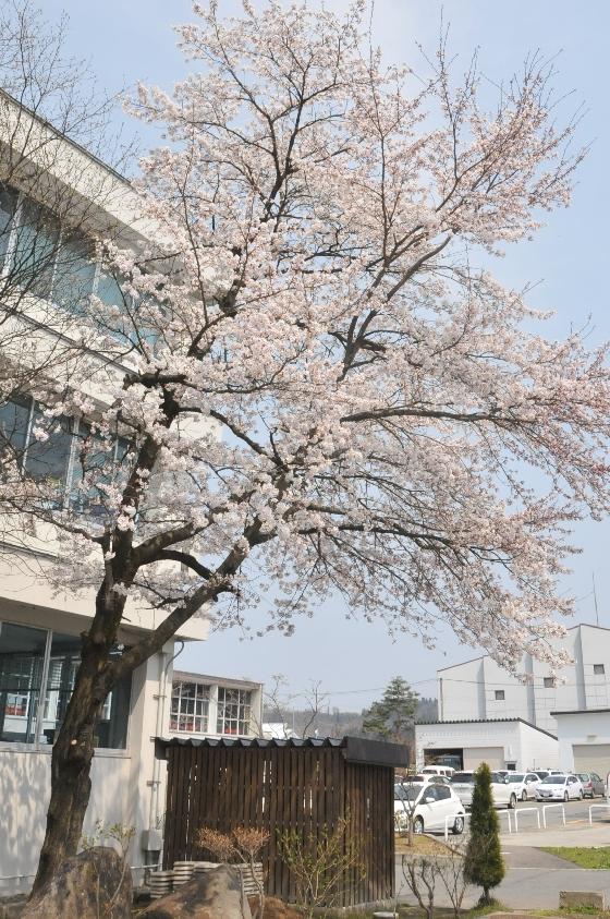 庁舎南側の一番桜の写真