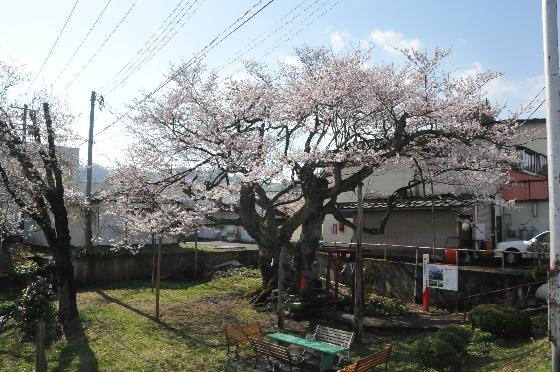 午前中の種蒔桜の写真1