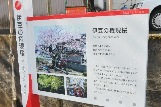伊豆の権現桜の看板の写真