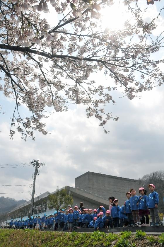 あさひ保育園の4歳・5歳の園児たちが創遊館の敷地内にある桜を見に出かけた様子の写真3