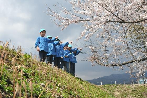 桜を鑑賞する園児たちと桜の木の下にあるつくしの写真