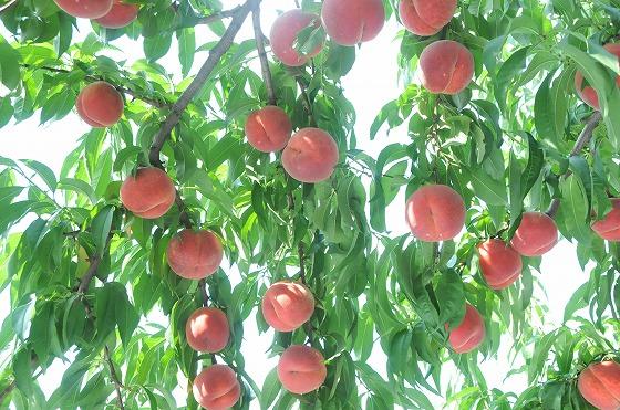 収穫間近の桃の写真