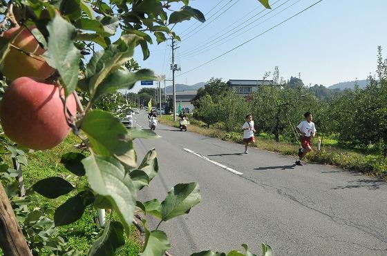 栗木沢から川通にかけて、りんごを横目に走る5区の選手たちの写真