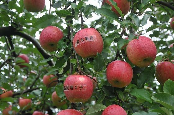 栗木沢地内のりんごの写真