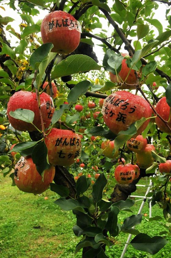 りんごに七ヶ浜町を応援するシールが貼られている写真