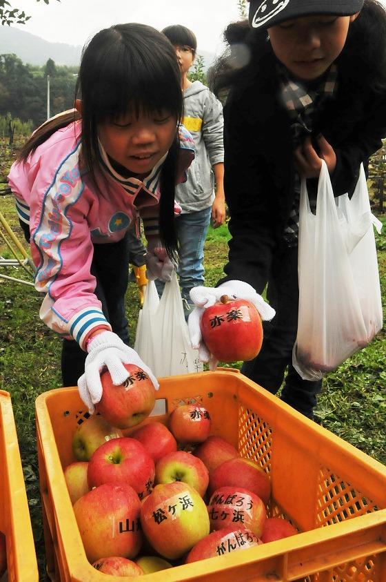 りんごの収穫の様子の写真