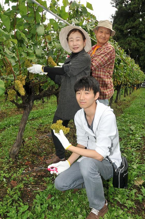 参加者が白ワインの原料を収穫している写真
