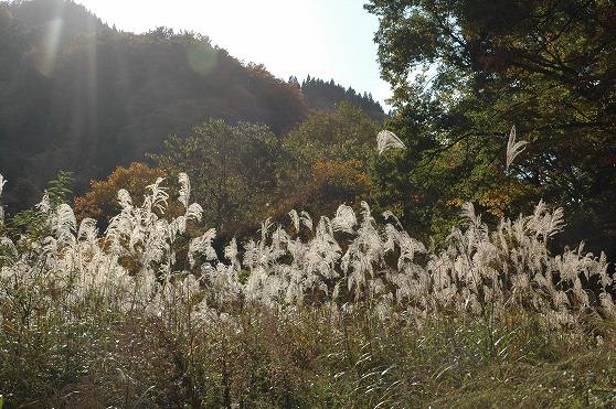 朝日鉱泉に行く途中のススキの原っぱに秋の風情が感じられる様子の写真
