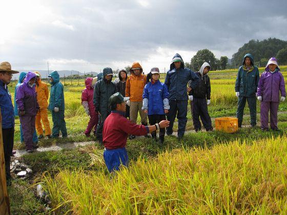 能中・椹平の棚田で行われた稲刈り体験ツアーで耕作者から農作業の説明を受けるツアー参加者たちの写真