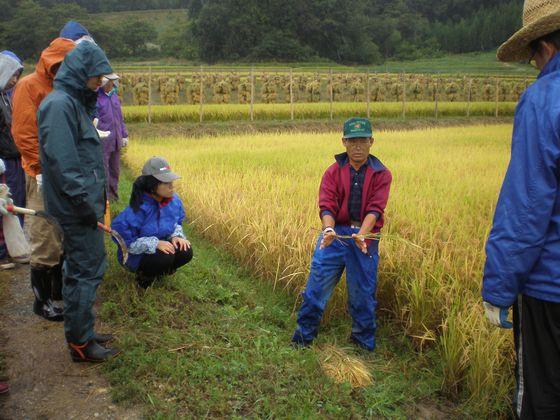 稲刈り体験ツアーで耕作者から手刈りした稲のまとめ方の説明を受けるツアー参加者たちの写真1