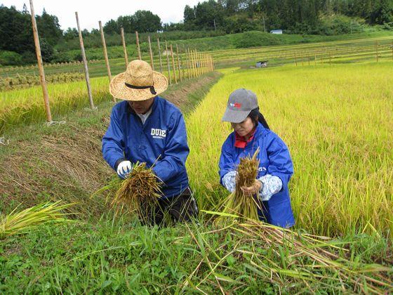 稲刈り体験ツアーで耕作者から手刈りした稲のまとめ方の指導を受けるながら稲をまとめているツアー参加者の女性の写真